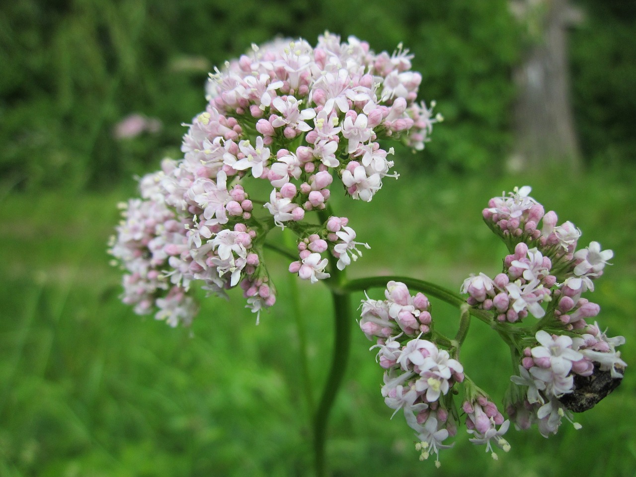 valeriana officinalis 846615 1280