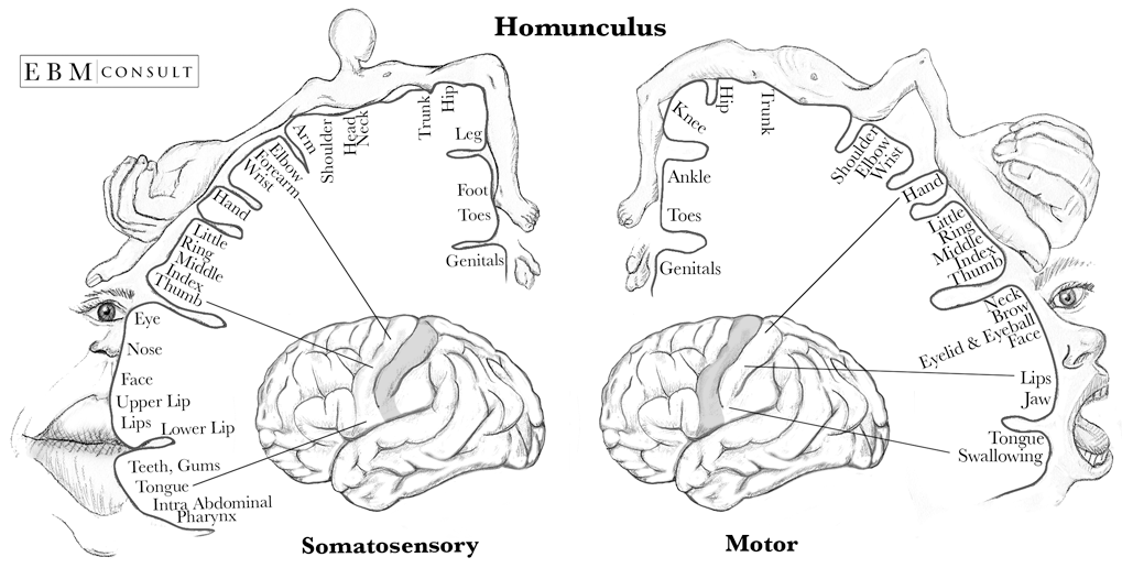 homunculus